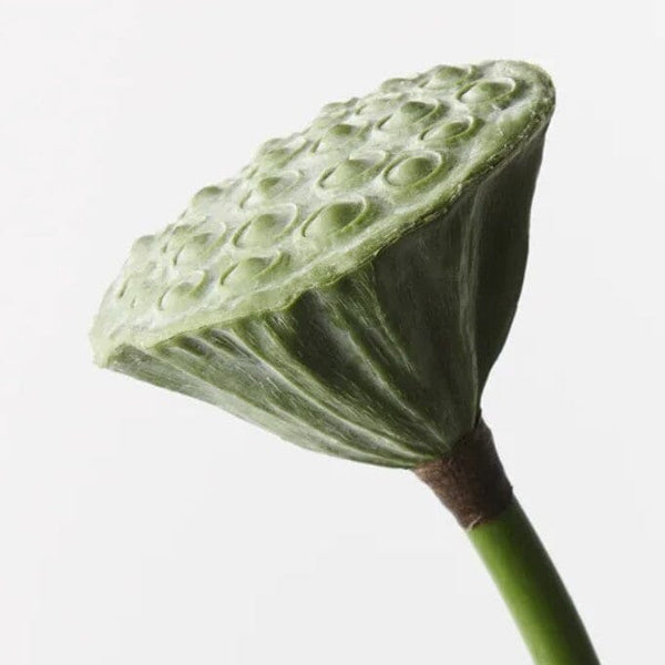 Lotus Seed Pod in Green 62cm