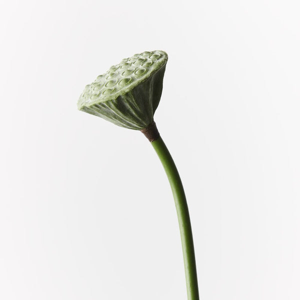 Lotus Seed Pod in Green 62cm