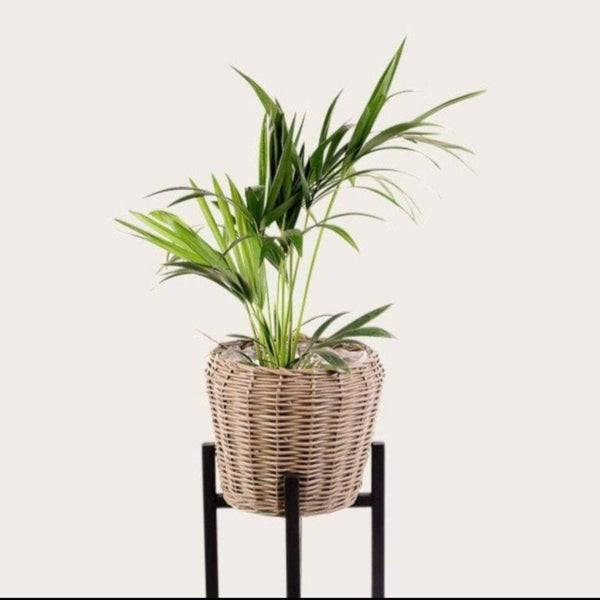 Zoe Cane Pot Basket 30cm (Save 28%)