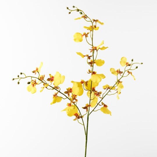 Orchid Dancing in Yellow 98cm