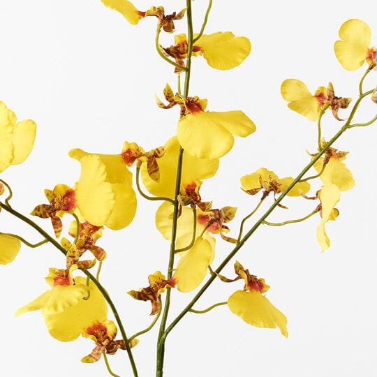 Orchid Dancing in Yellow 98cm