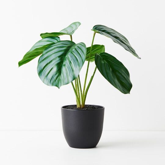 Calathea Artificial Plant 28cm - Buy 1 Get 1 Free Sale