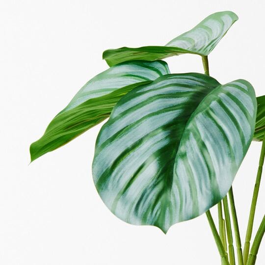 Calathea Artificial Plant 28cm - Buy 1 Get 1 Free Sale