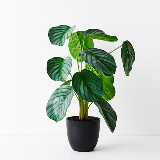 Calathea Artificial Plant 50cm - Buy 1 Get 1 Free Sale