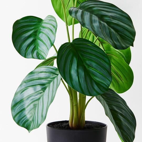 Calathea Artificial Plant 50cm - Buy 1 Get 1 Free Sale