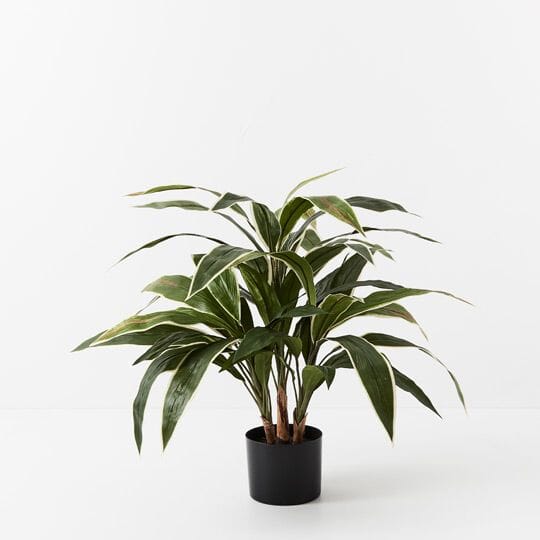 Cordyline Faux Plant in Green/White 60cm