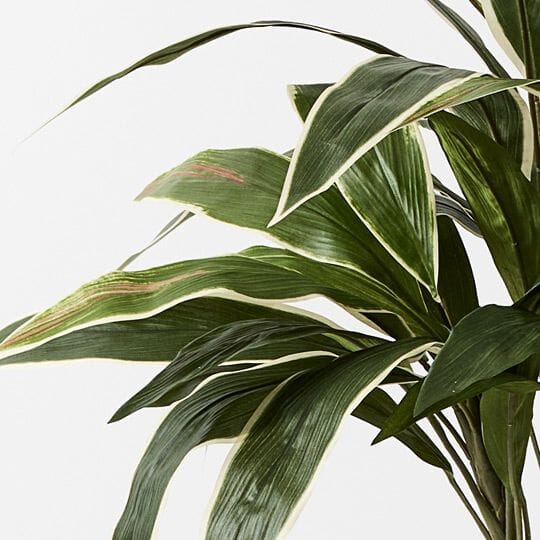 Cordyline Faux Plant in Green/White 60cm