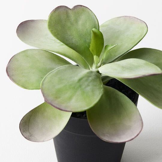 Kalanchoe Faux Flapjack in Pot