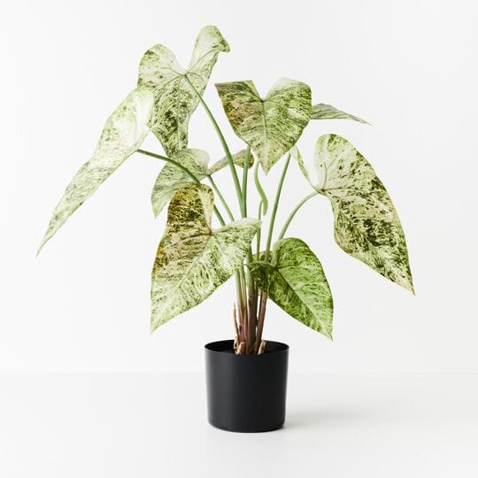 Caladium Artificial Potted Plant 63cm