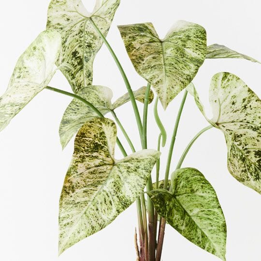 Caladium Artificial Potted Plant 63cm