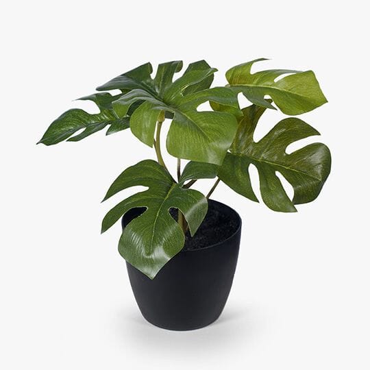 Monsteria Artificial Potted Plant 15cm