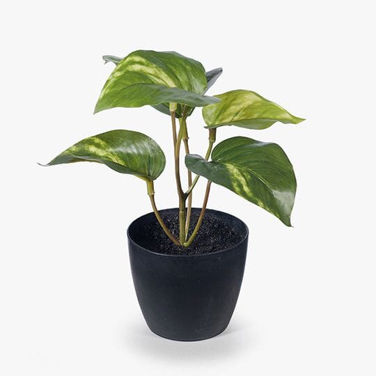 Pothos Artificial Potted Plant 15cm