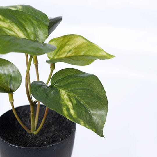 Pothos Artificial Potted Plant 15cm