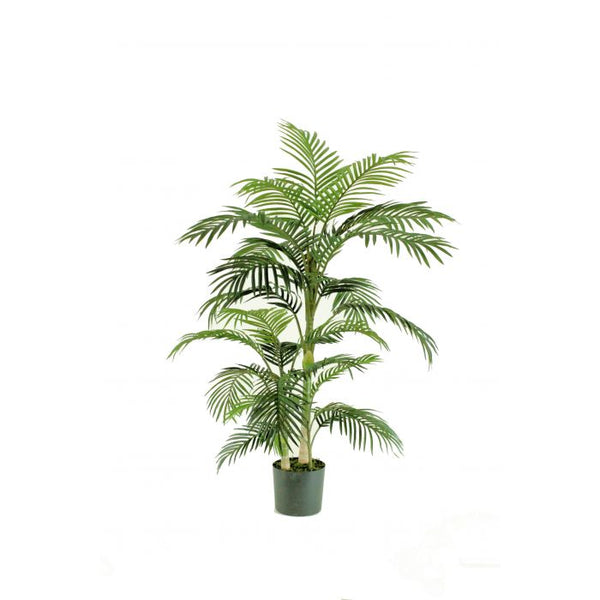 CANE PALM GREEN - 80 X 80 X 152CM